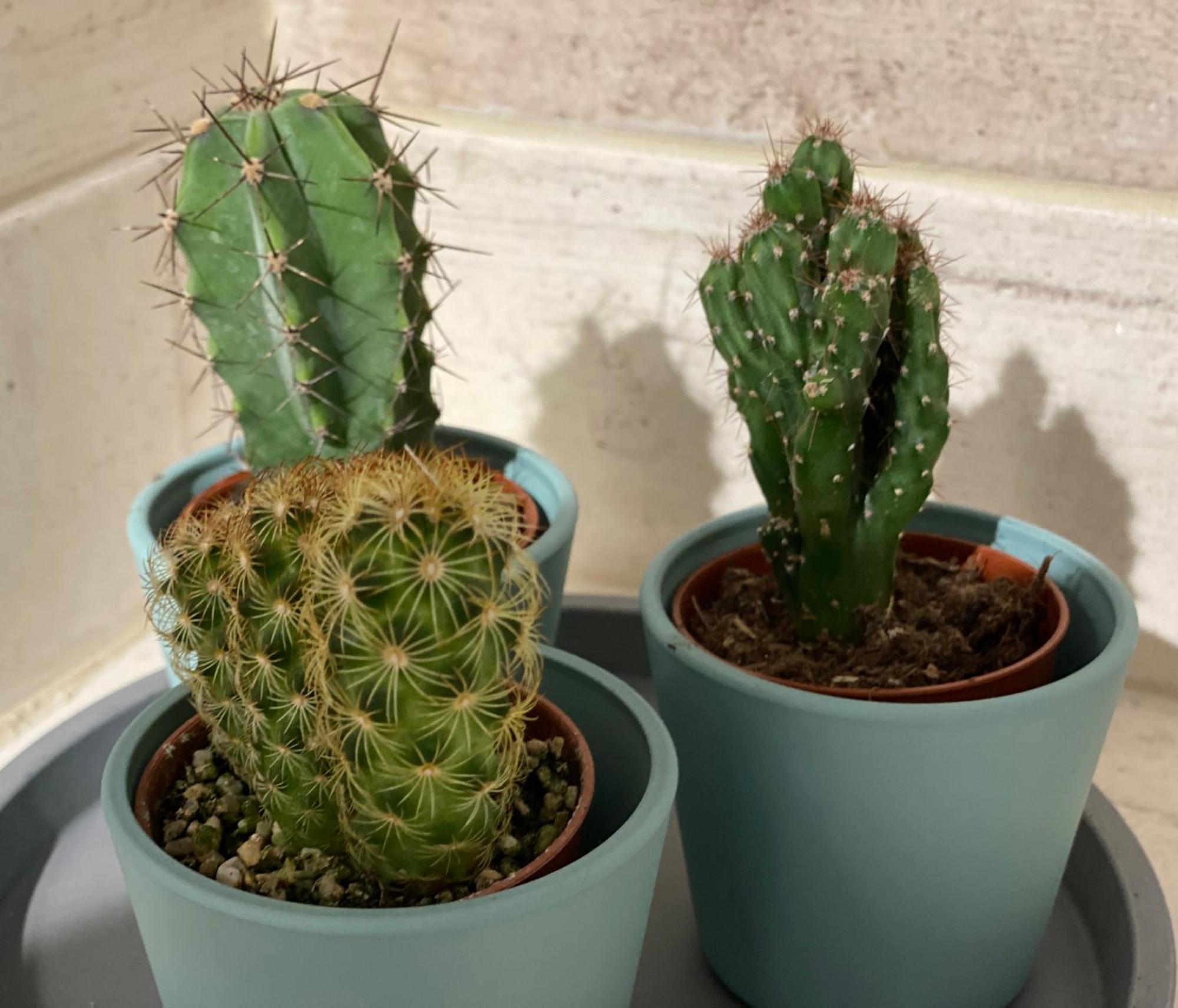 שיופוק Four Flowers Apartman מראה חיצוני תמונה